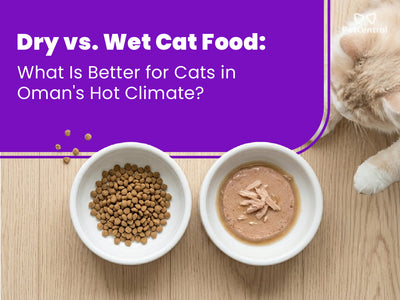 Dry vs. Wet Cat Food: What Is Better for Cats in Oman's Hot Climate?