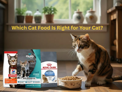 Royal Canin vs Hill's vs Nulo: Which Cat Food Is Right for Your Cat?