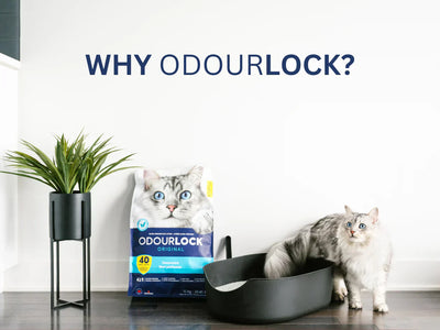 Find the Perfect Litter for your Cat