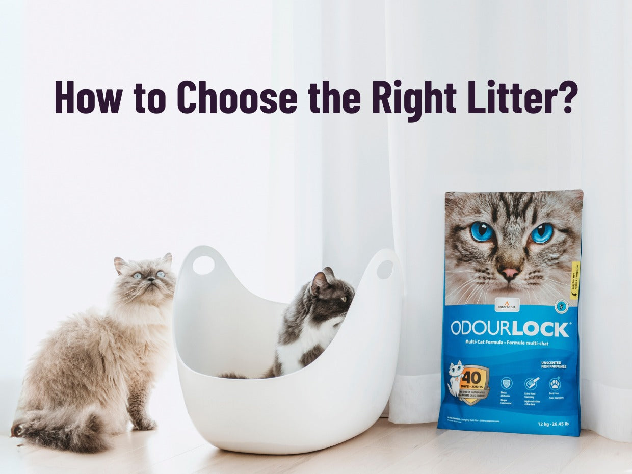 Cat Litter Basics for First-Time Cat Owners in Oman