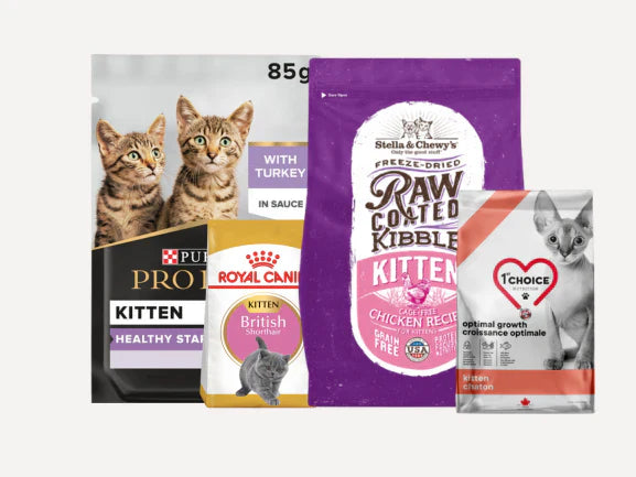 Kitten Food