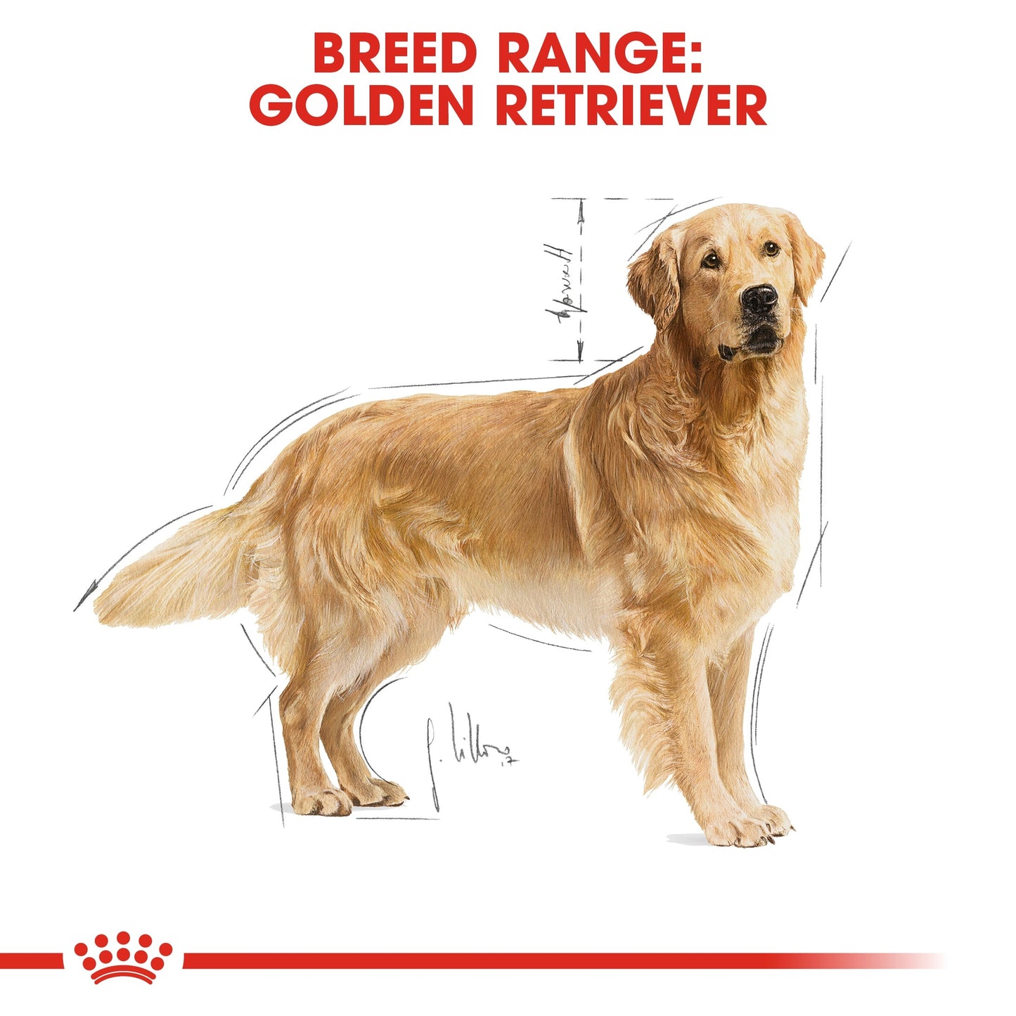 Royal Canin Breed Health Nutrition Golden Retriever Adult 12 KG
