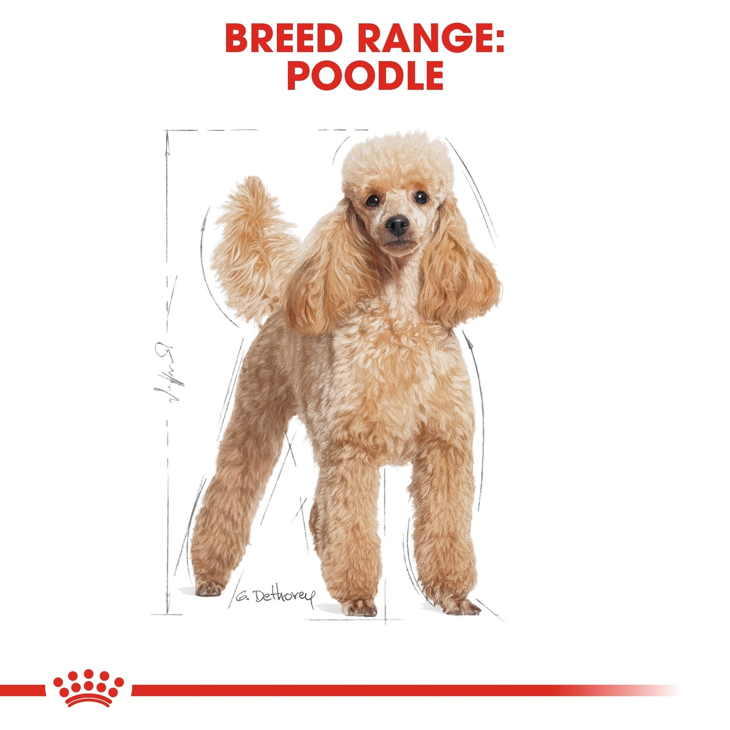 Royal Canin Breed Health Nutrition Poodle Adult