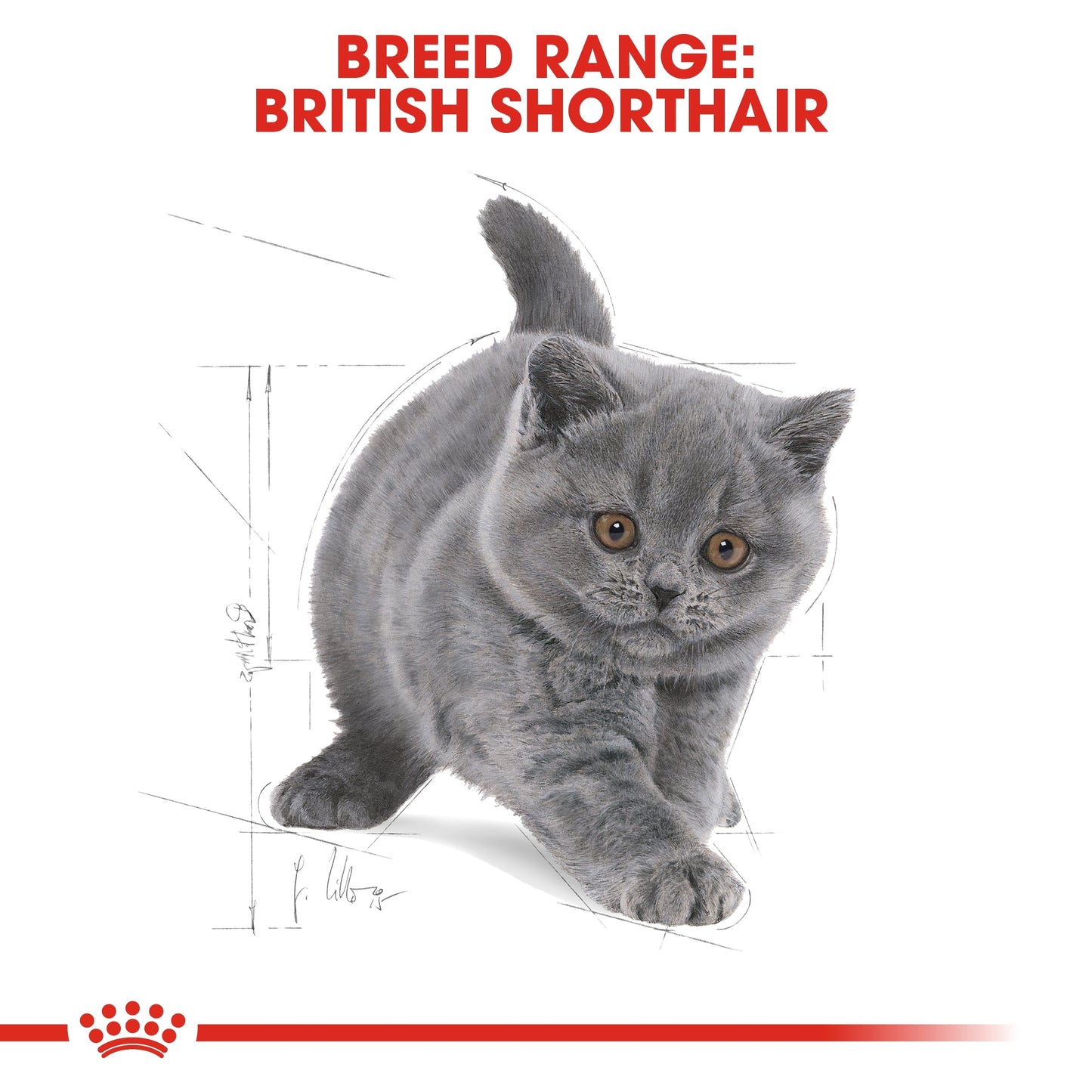 Royal Canin  Feline Breed Nutrition British Shorthair Kitten 2 KG