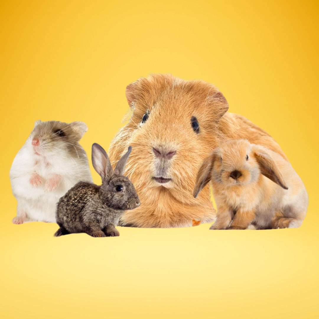 News PetCentral Oman news-petcentral-oman